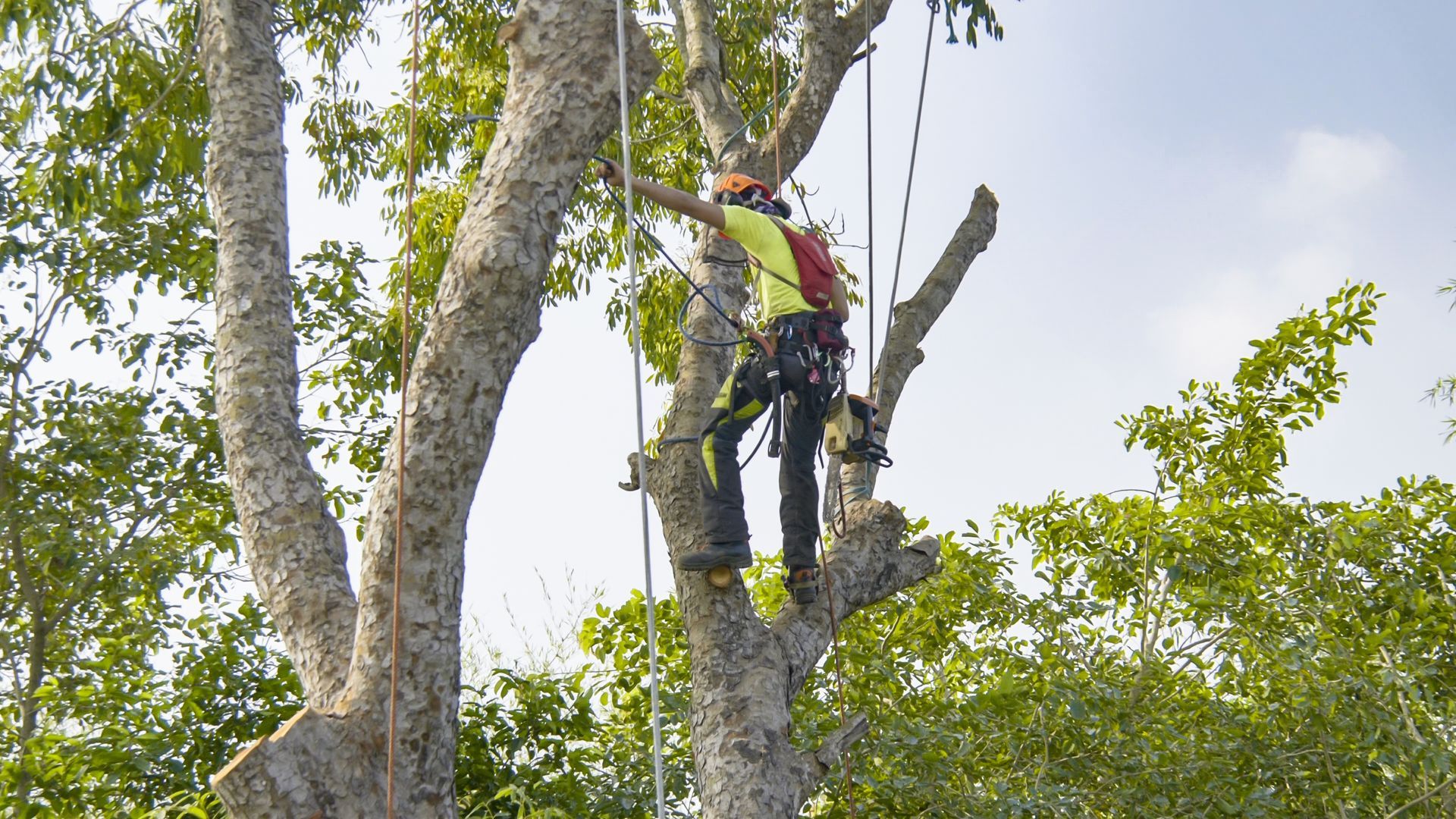 Worker secured with harness trimming branches high in a tree using ropes and safety gear.