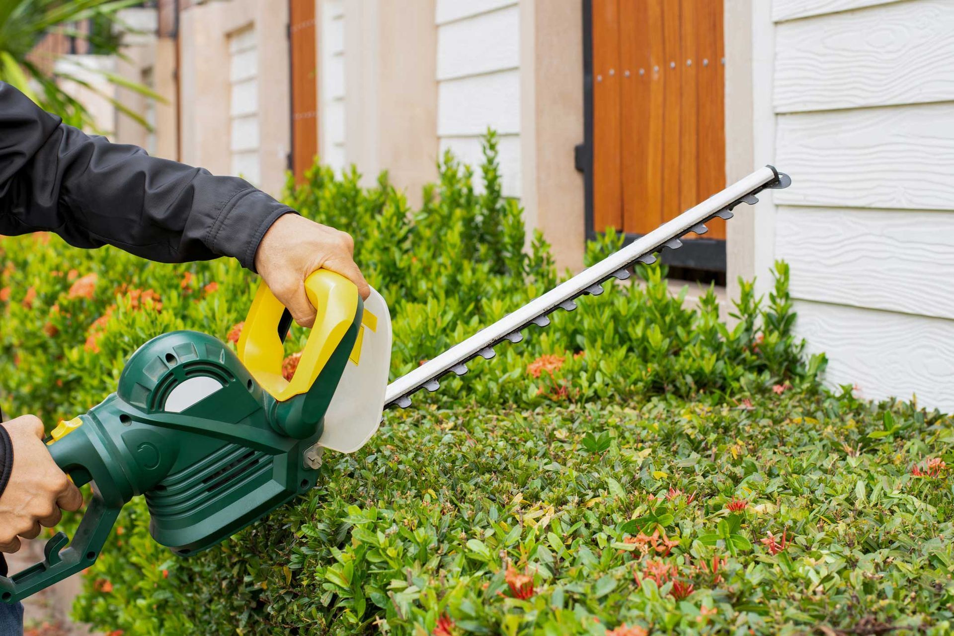 A worker is trimming a garden hedge using an electric hedge trimmer. A worker is trimming a garden hedge using an electric hedge trimmer.