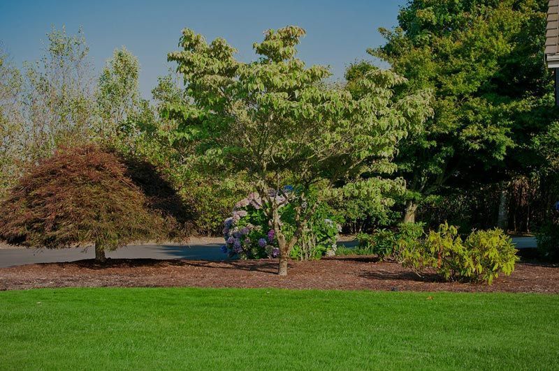 Garden Trees - Spokane, WA - Sam’s Tree & Landscape LLC