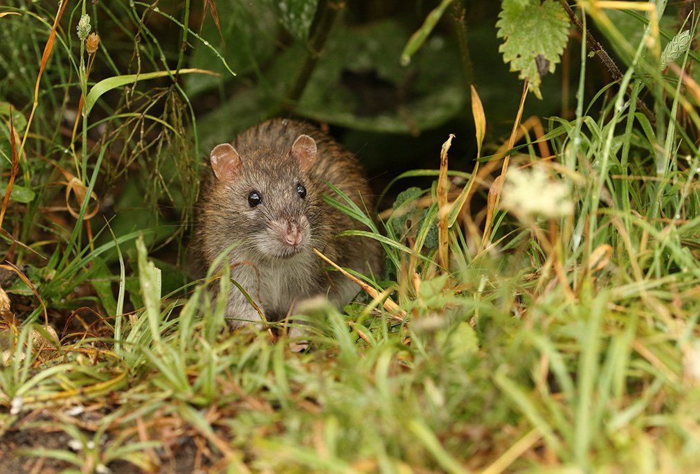 Wild brown rat — Albany, GA — Seminole Pest Management