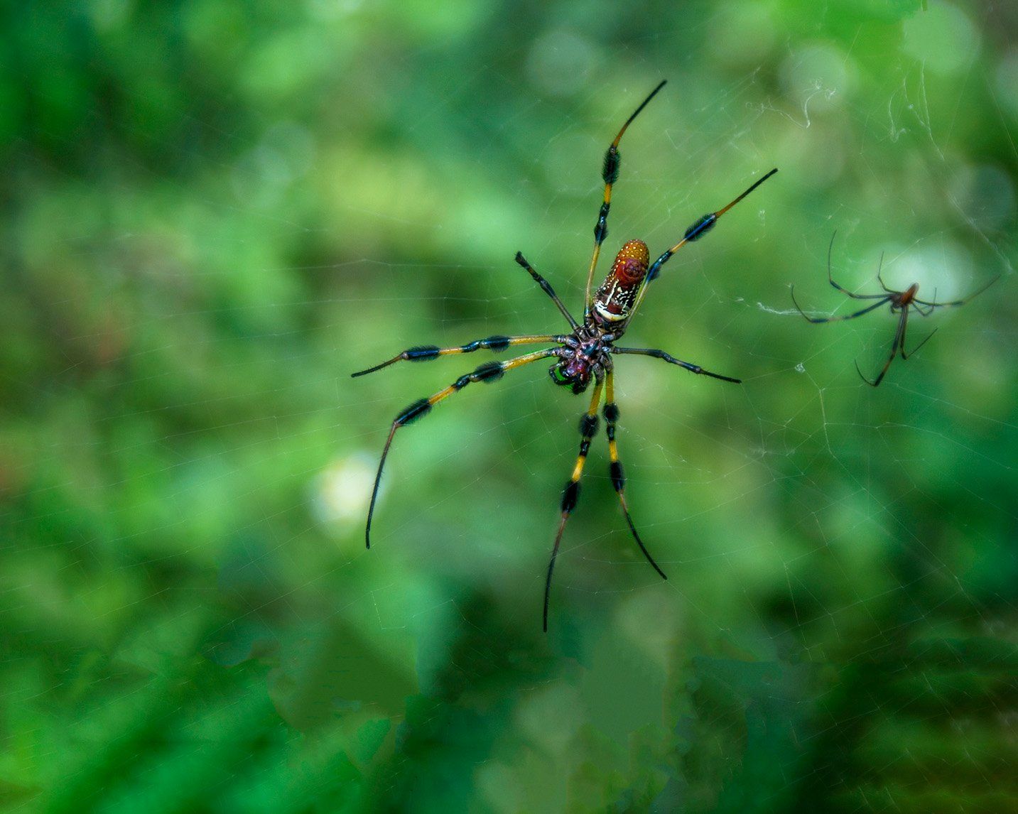 Golden silk orb weaver — Albany, GA — Seminole Pest Management