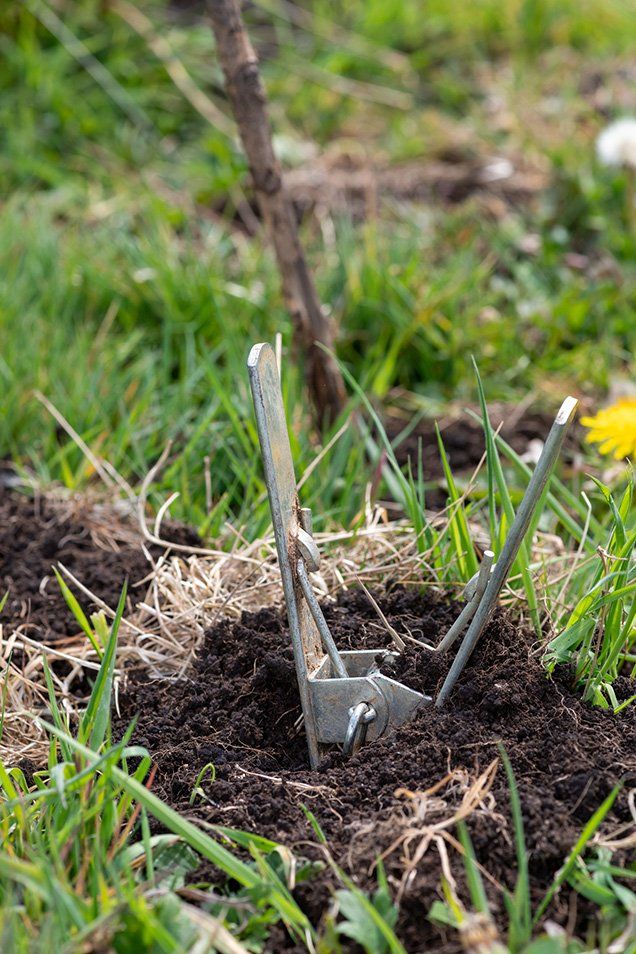 Mole trap — Albany, GA — Seminole Pest Management