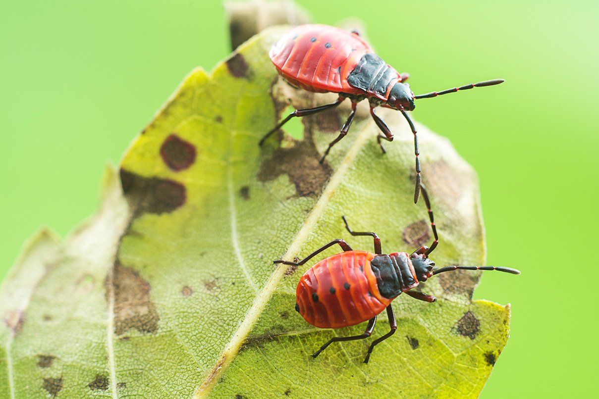 Insects — Albany, GA — Seminole Pest Management