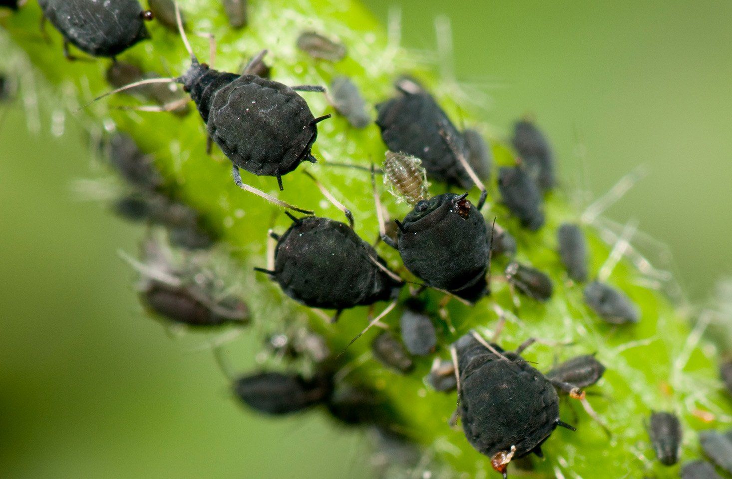 Aphids — Albany, GA — Seminole Pest Management