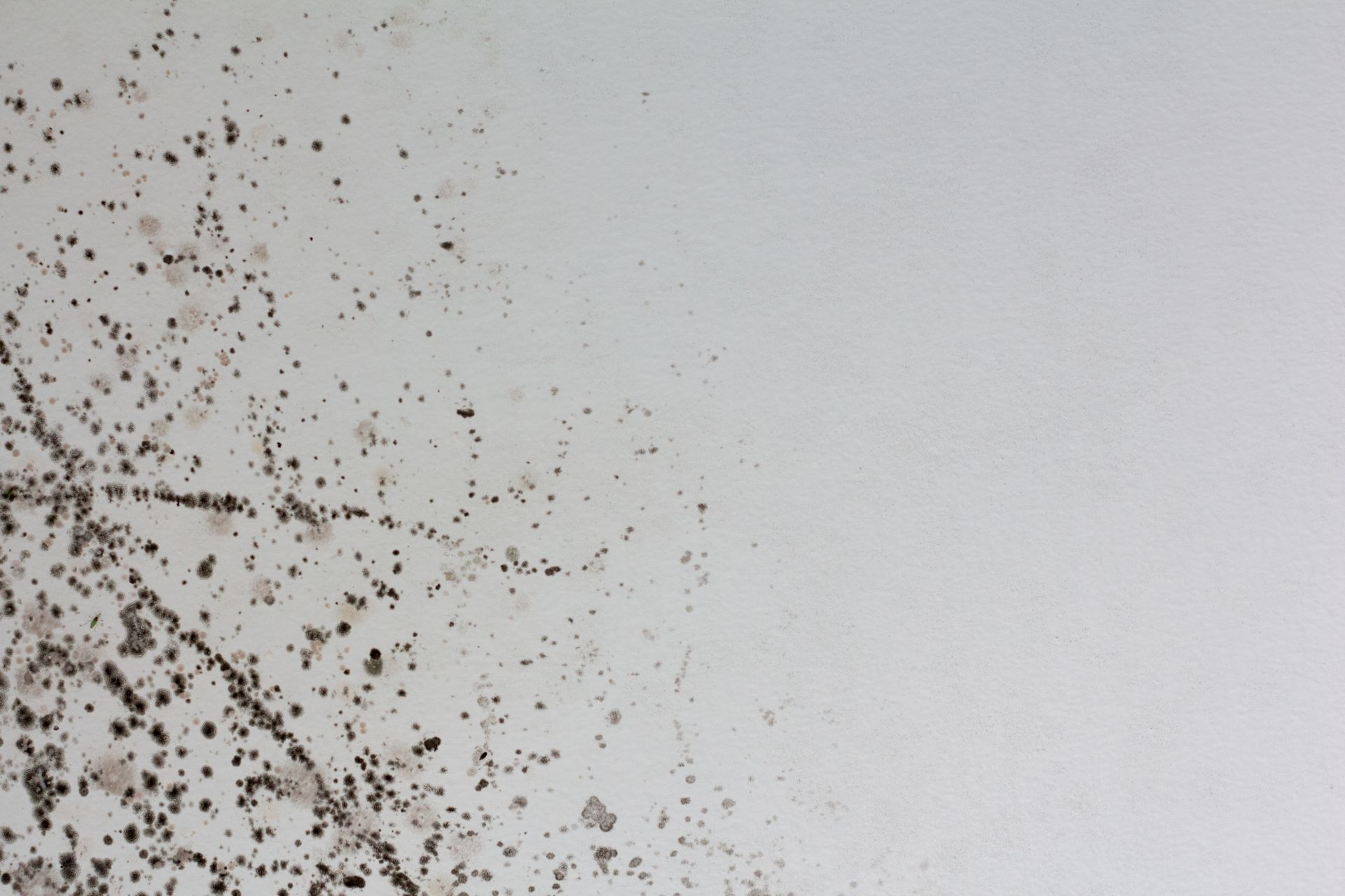 Mold from water damagee on a white wall