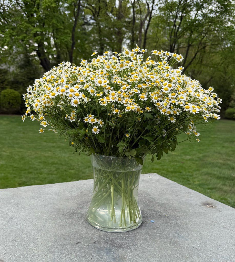 Chamomile Vase Arrangement