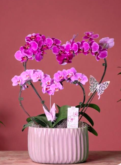 Mothers Day Double Heart Orchid