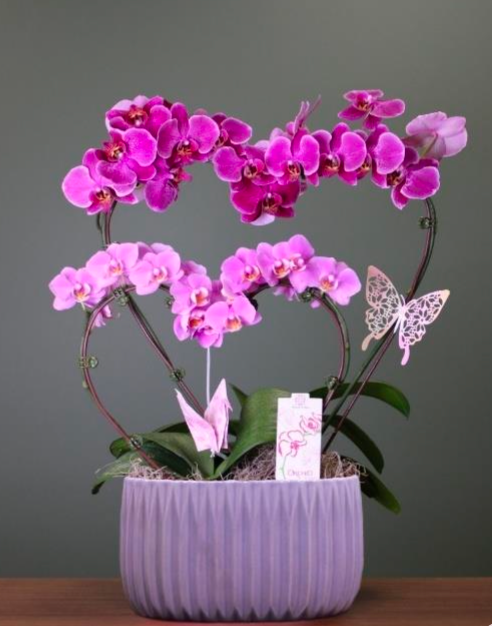 Mothers Day Double Heart Orchid