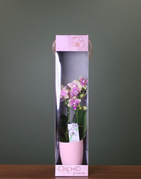 Mother's Day Orchid in Gift Box