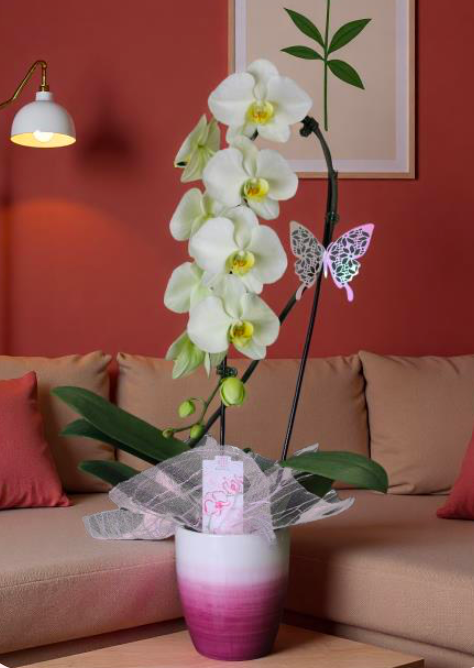 Mother's Day Waterfall Orchid