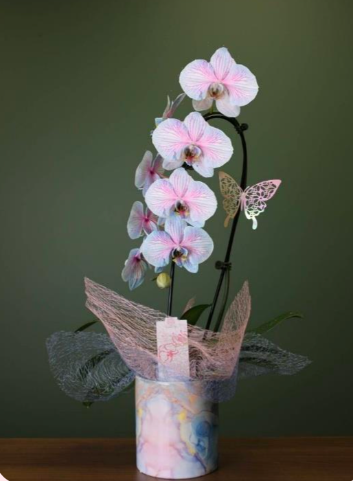 Mother's Day Mystical Infused Waterfall Orchid