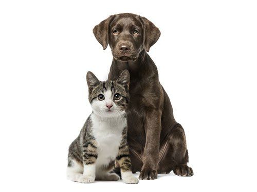 Kitten & Puppy Awaiting Pet Boarding Service