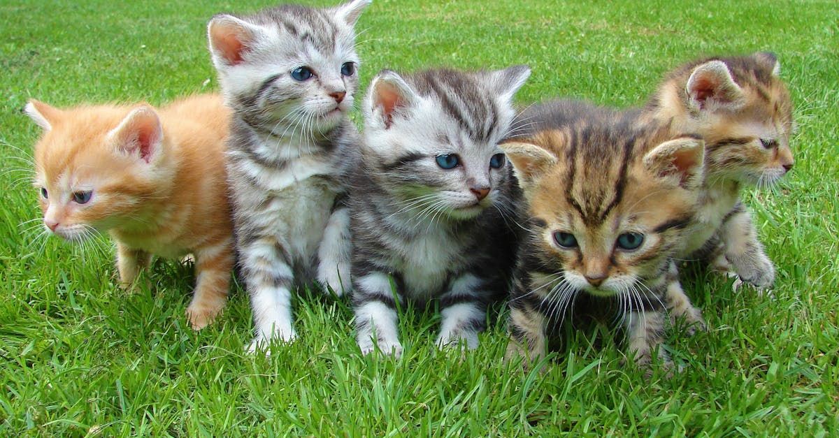 Five kittens