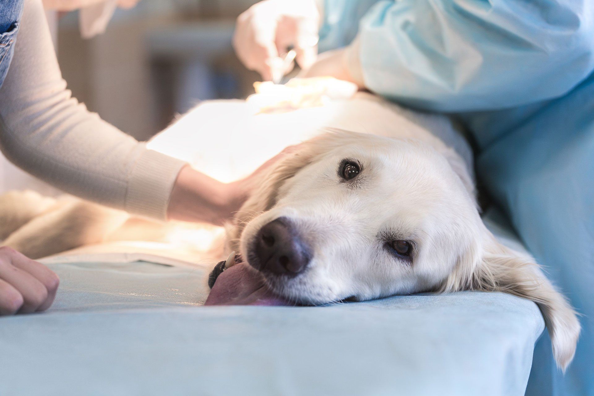 dog getting vaccinated at vet