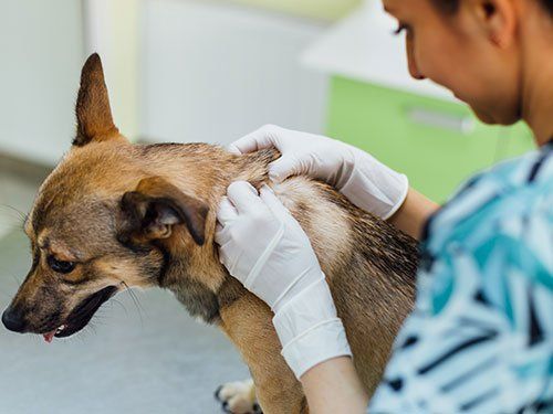 Animal Hospital & Veterinary Clinic Jamestown, Greensboro & High Point, NC