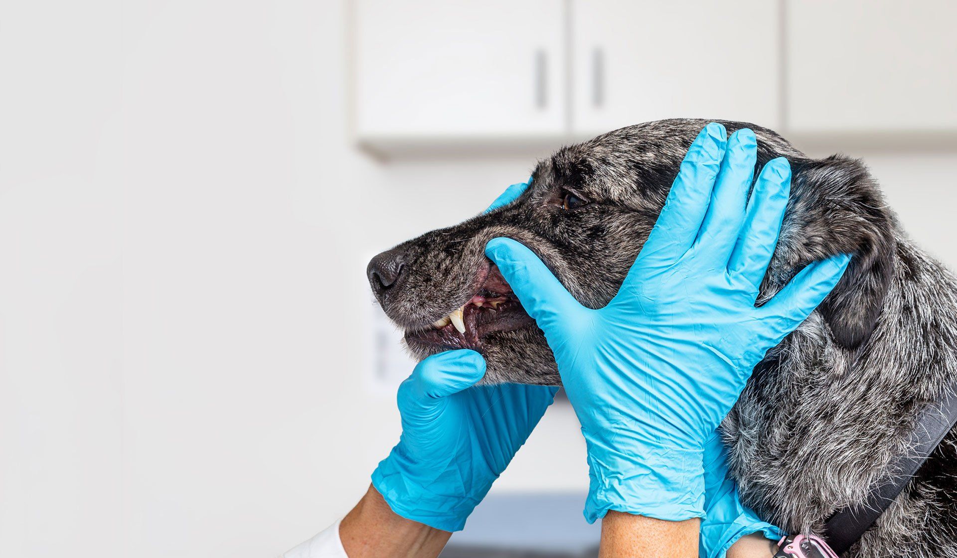 Dog getting oral examination at the vet