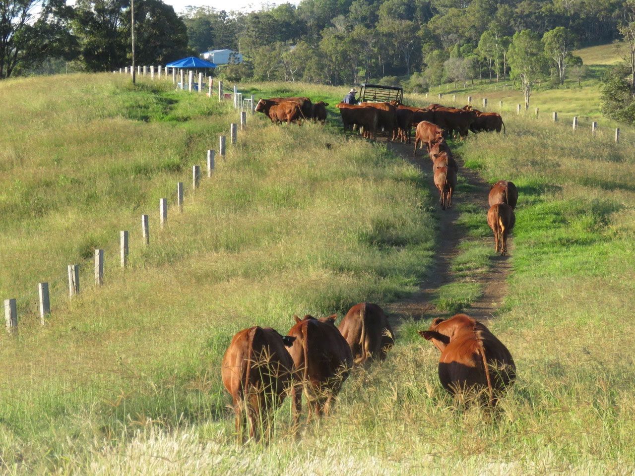 Bellevue Belmont Reds
