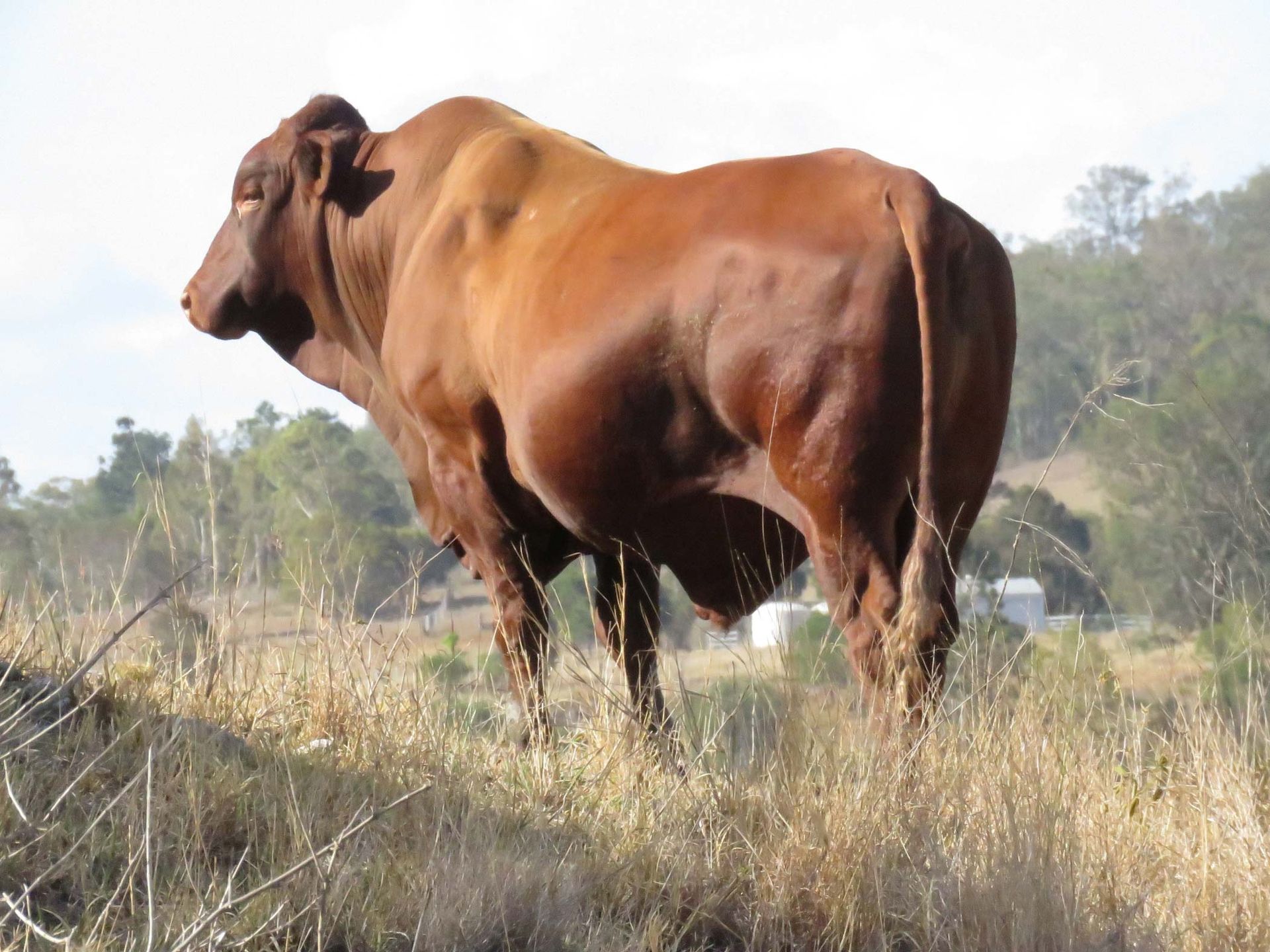 Bellevue Belmont Reds