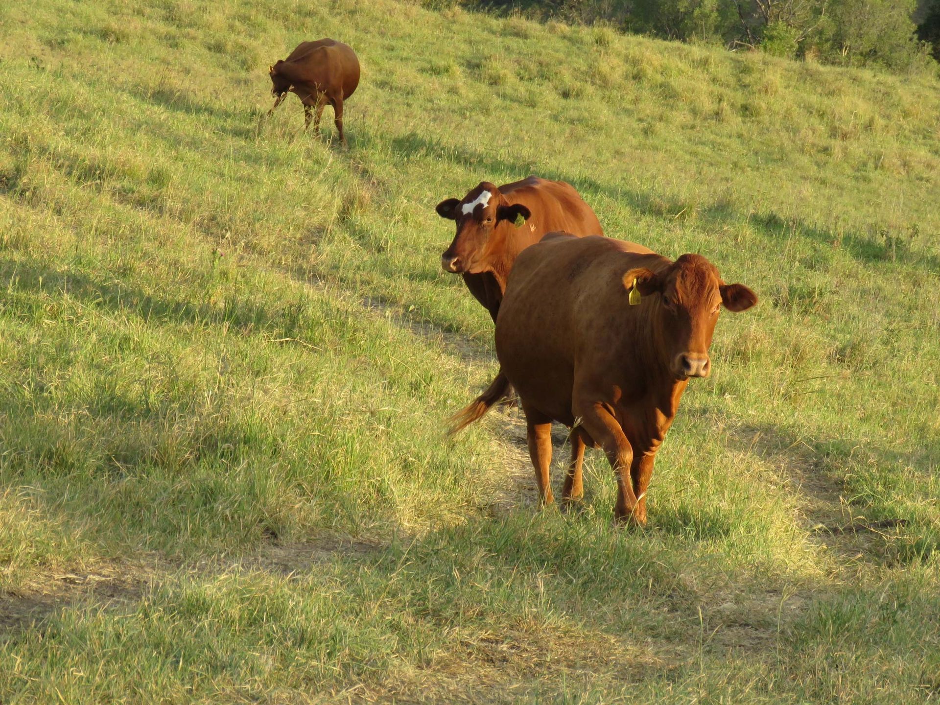 Bellevue Belmont Reds