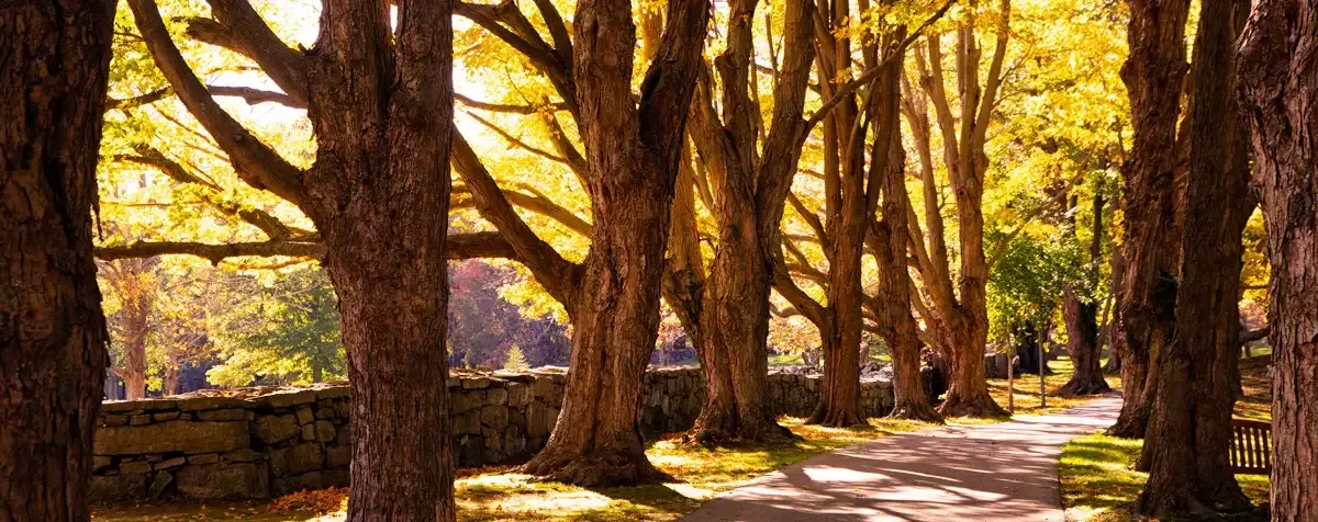 Old road in Lyme, CT