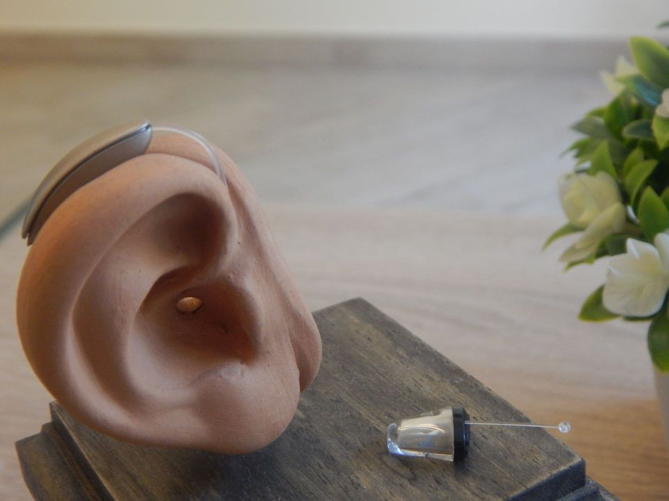 riproduzione dell'apparato uditivo dello studio