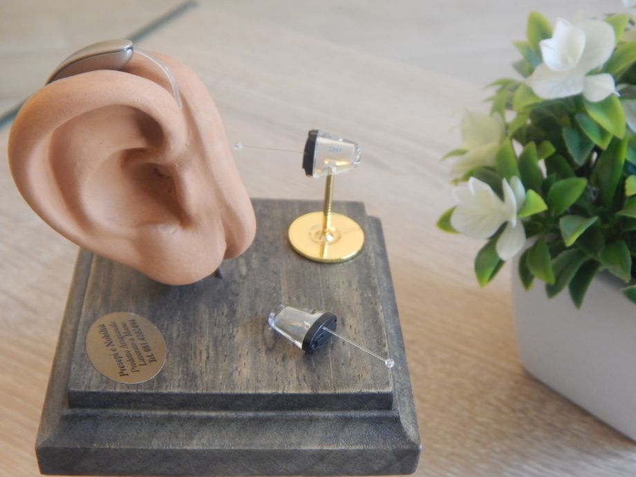riproduzione dell'apparato uditivo