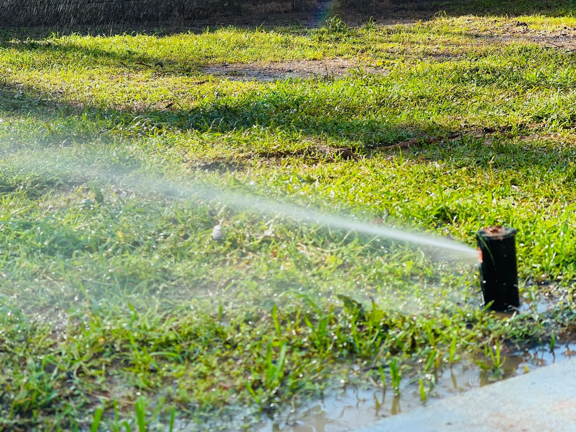 A sprinkler is spraying water on a lush green lawn.