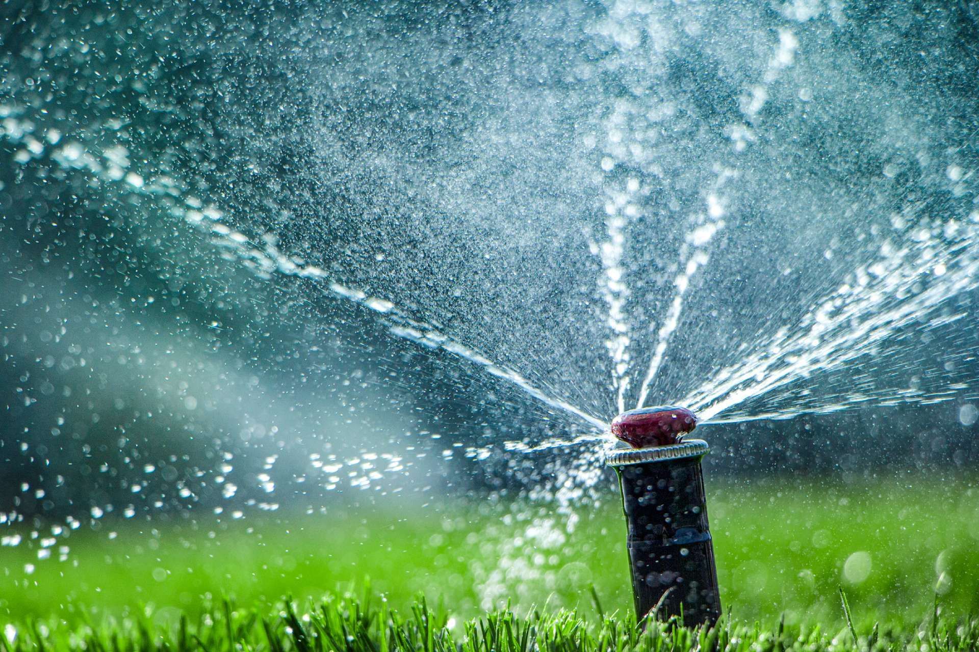 A sprinkler is spraying water on a lush green lawn.
