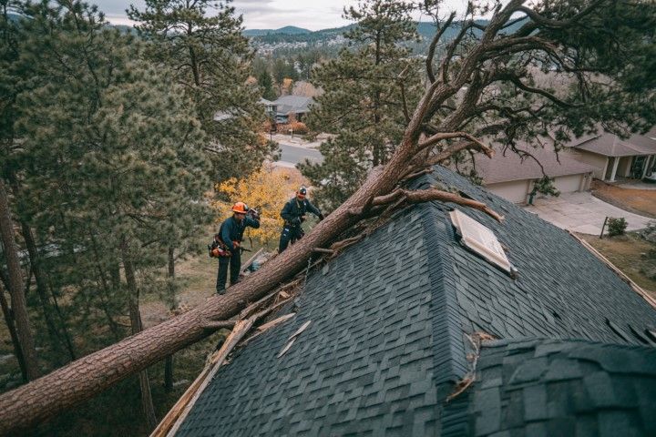 An image of Tree Service Company in Country Club FL