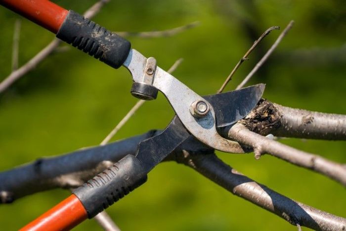 An image of Tree Service Company in Country Club FL