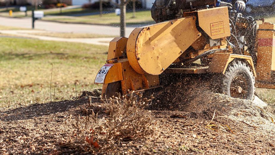 A stump grinder is cutting a tree stump in a yard.