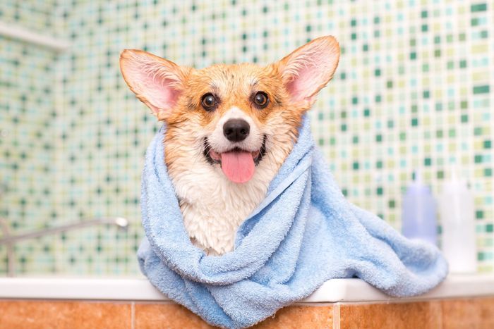 A dog is wrapped in a blue towel in a bathtub.