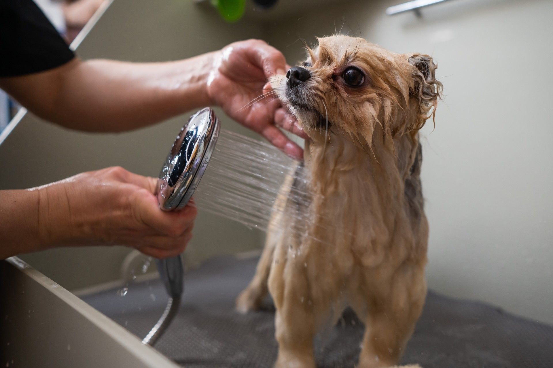 A person is washing a small dog with a shower head.