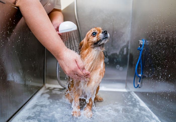 A person is washing a small dog in a bathtub.