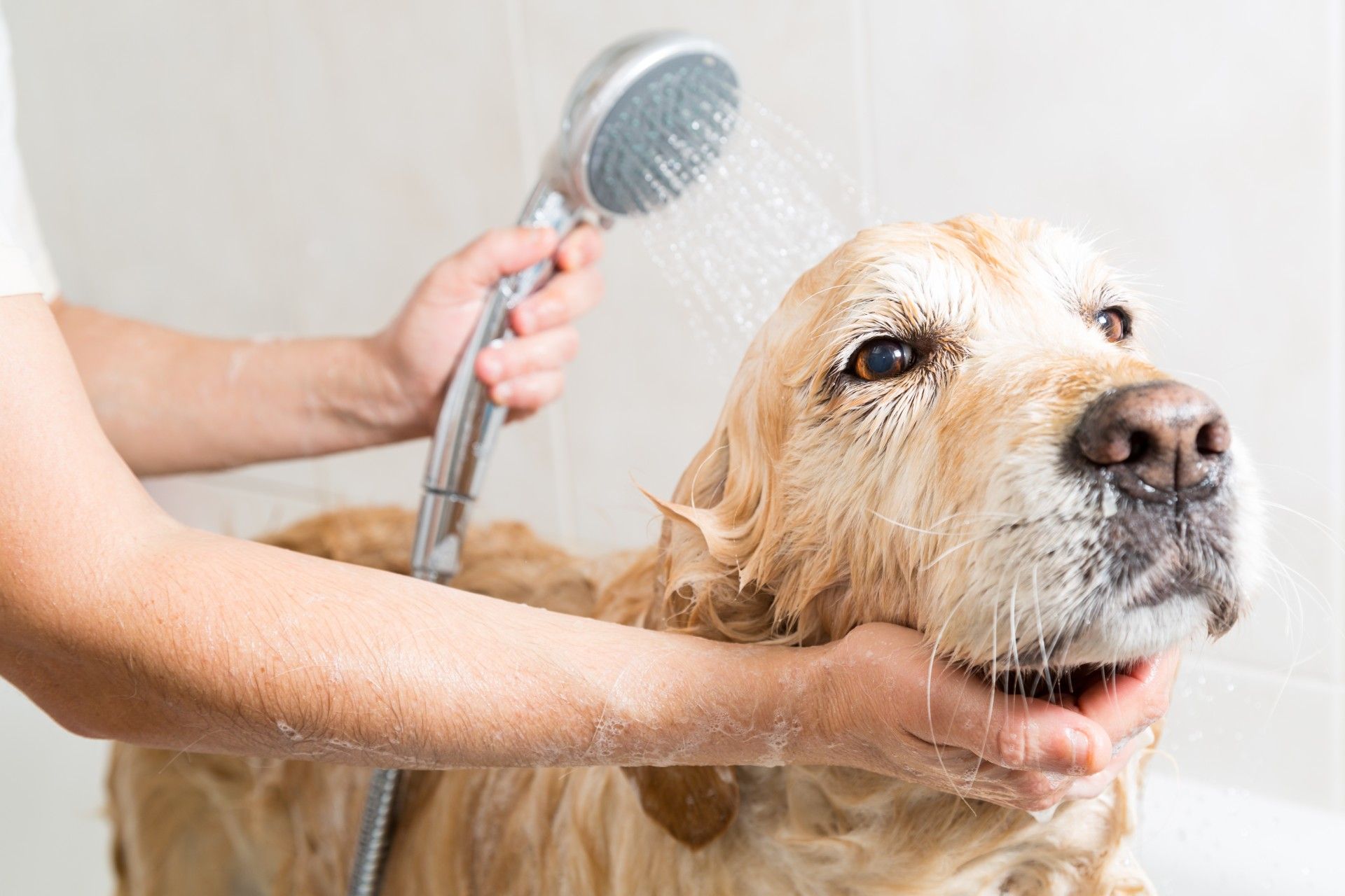 A person is washing a dog in a bathtub with a shower head.