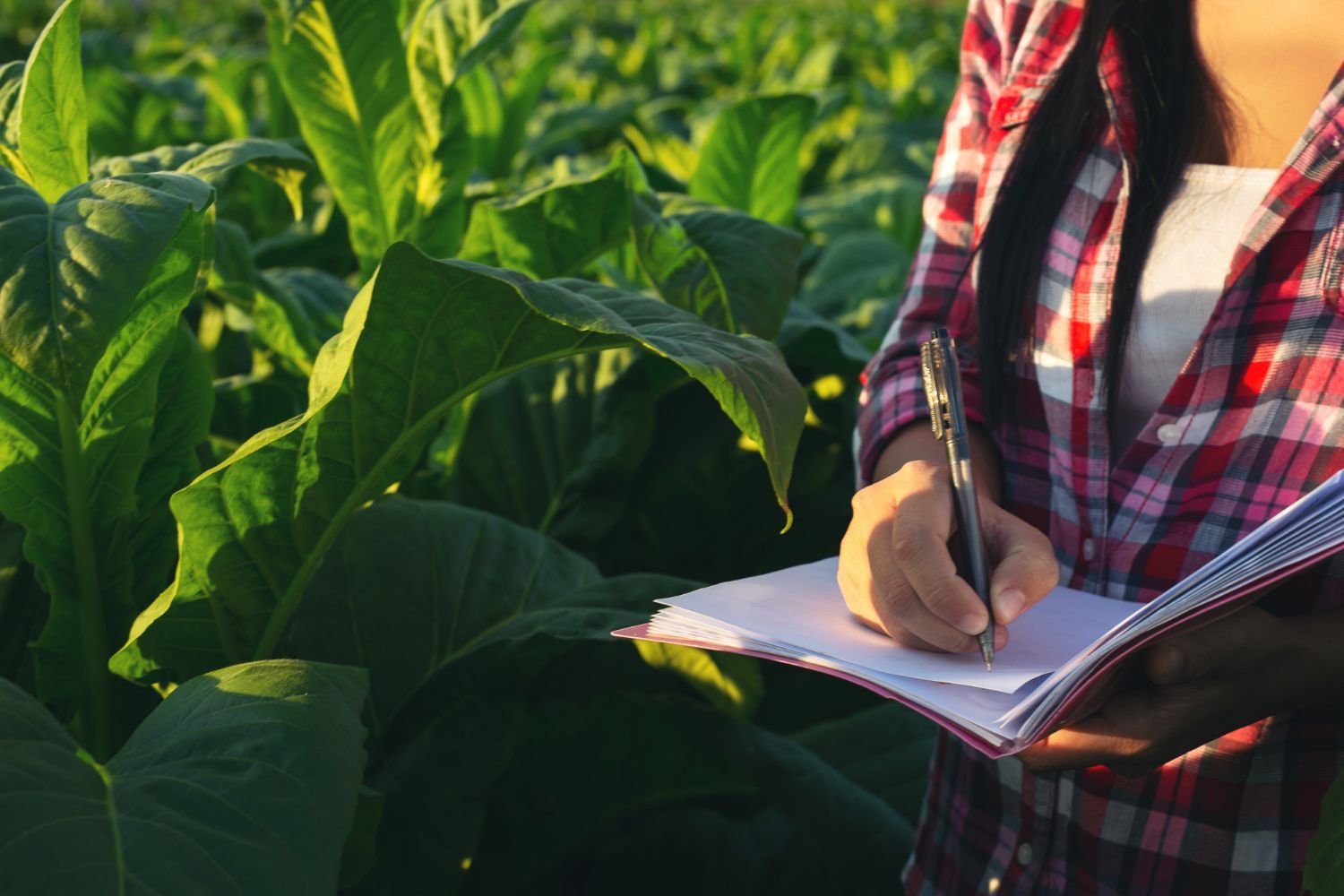 Contabilidade estratégica para o agronegócio: como reduzir custos e crescer com segurança