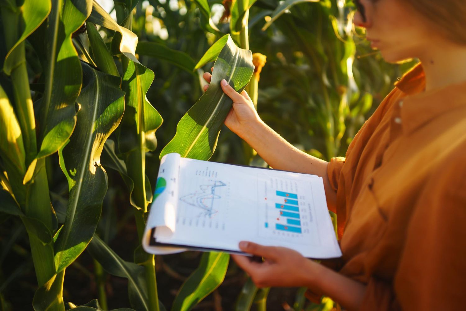 Por que a contabilidade é estratégica para o agronegócio?