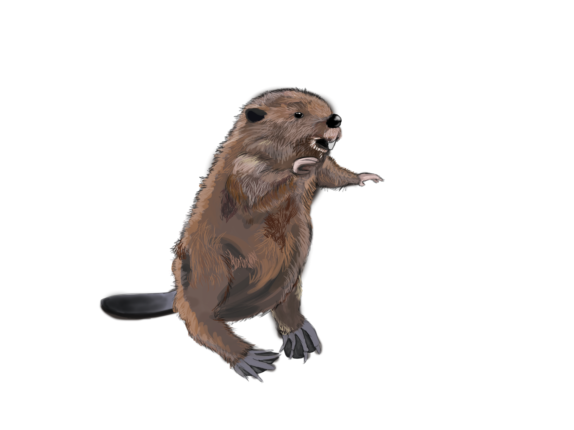 A brown beaver standing on its hind legs, reaching out with its front paws against a white background.