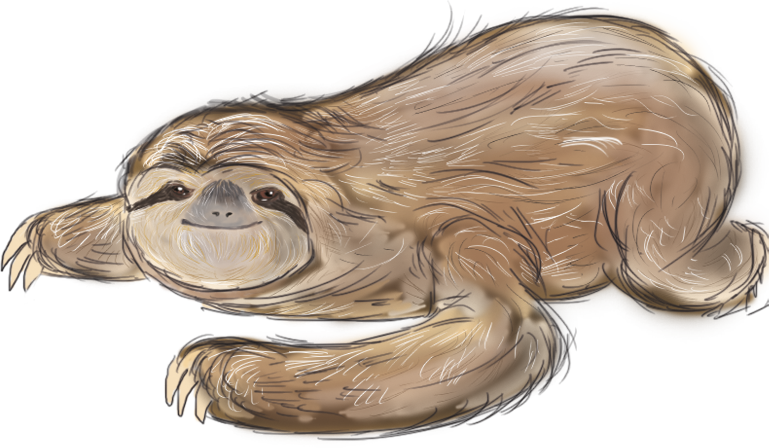 A digital illustration of a brown sloth lying on its stomach, looking forward with a calm expression.