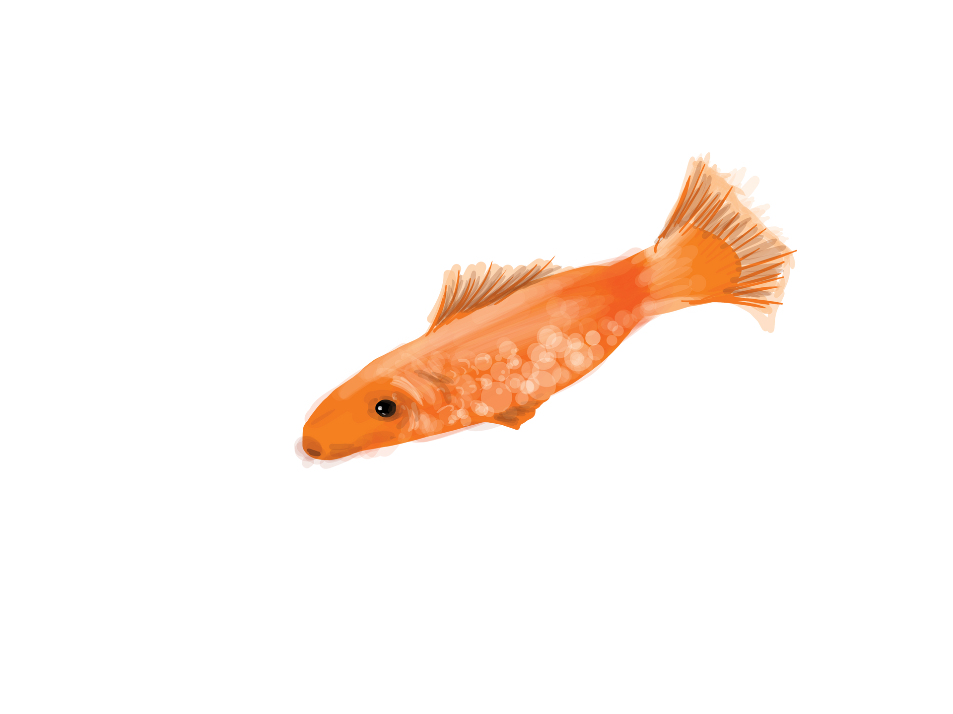 A digital illustration of a single small orange fish, viewed from above, isolated against a white background.