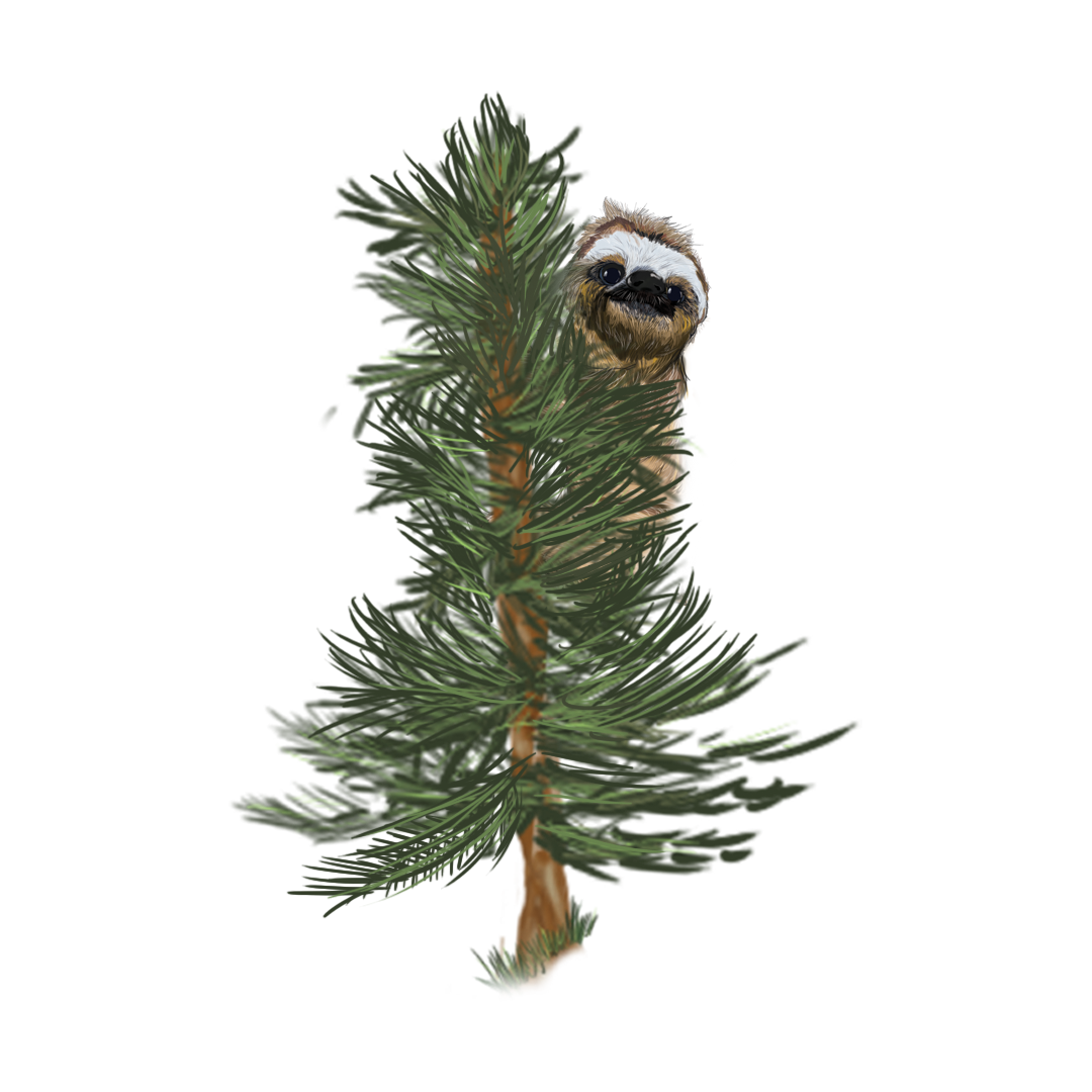 A brown sloth peeking out from behind a tall, green pine tree against a white background.