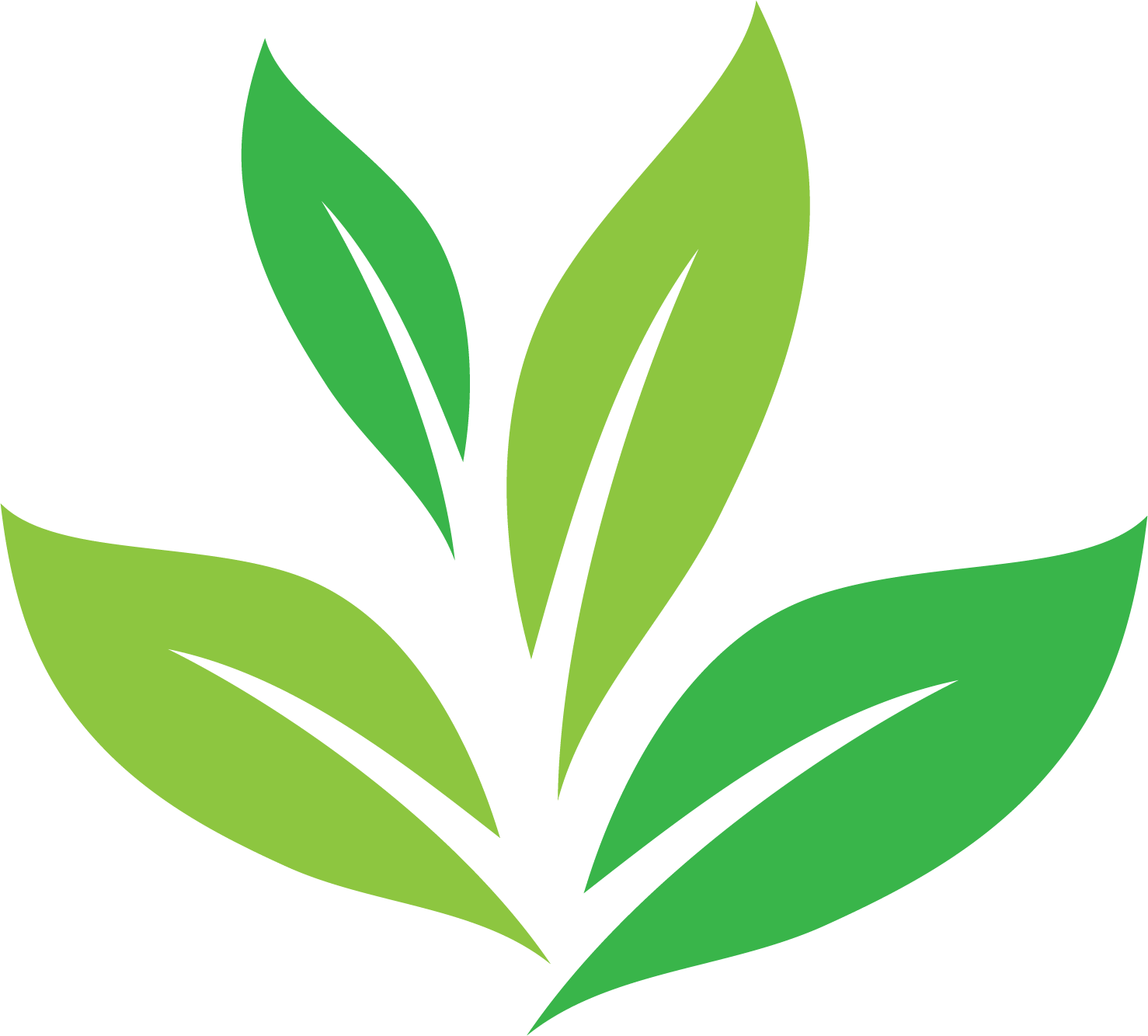 Three green leaves on a white background