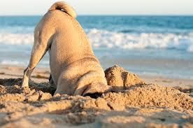 A pug dog is digging in the sand on the beach.