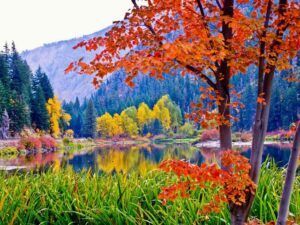 fall-leaves