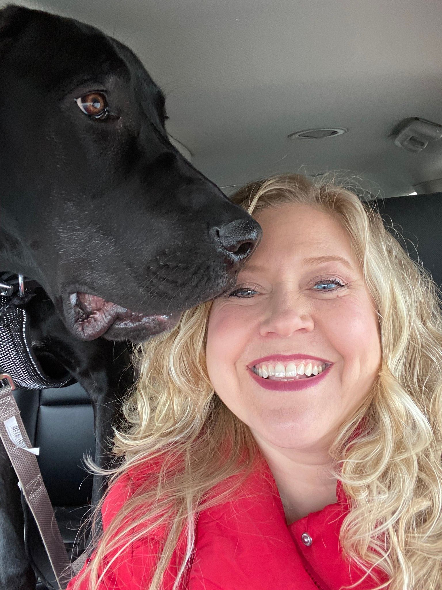A woman is sitting in a car with a black dog licking her face.