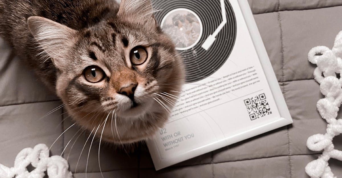 A cat is laying on a bed next to a picture of a record.