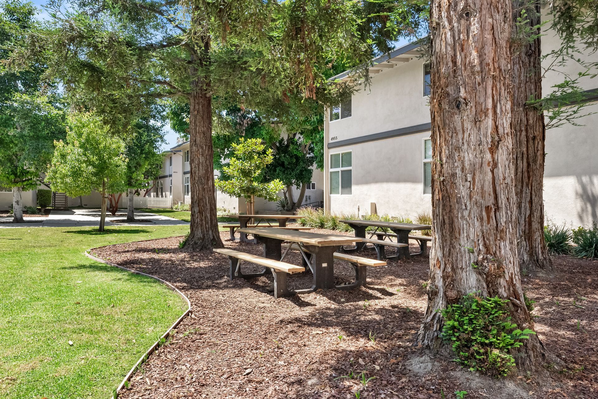 picnic table and pine trees