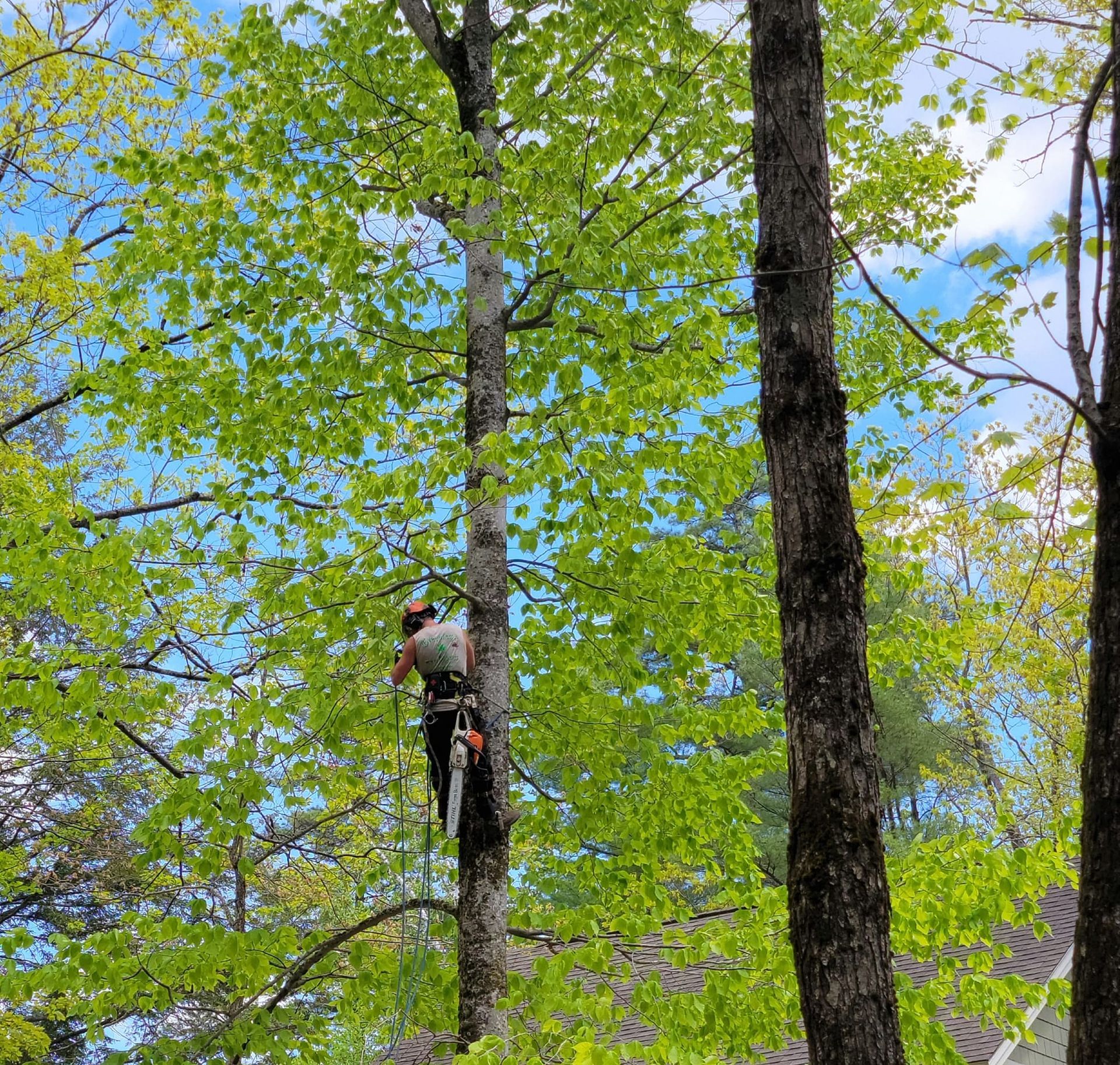 A man is climbing up a tree with a chainsaw.