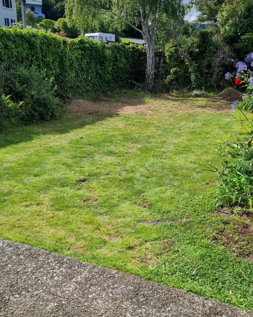 A lush green yard with a fence and a tree in the background.