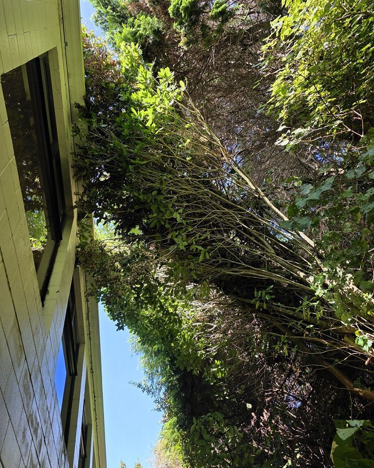 A tree is growing on the side of a building.